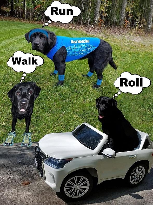 A composite photo featuring three pictures of black labrador service dog Dolly Pawton and the captions Walk Run Roll